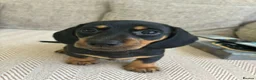 Miniature Dachshund dogs for sale: Miniature smooth haired dachshunds - Advert 7