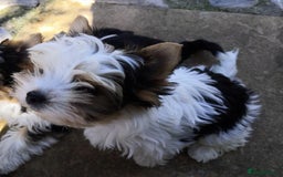 Biewer Terrier dogs for sale: Gorgeous Biewer Terrier puppies  - Image 5