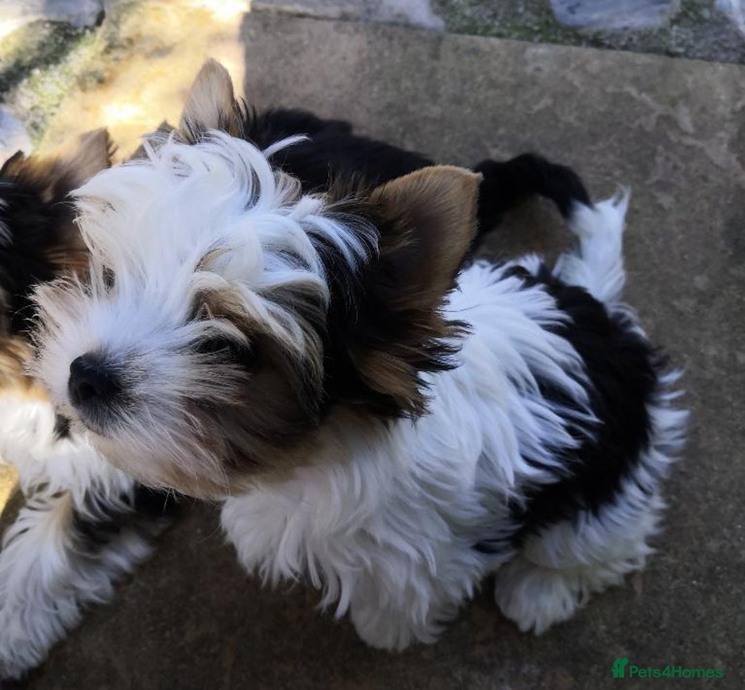 Biewer Terrier dogs for sale: Gorgeous Biewer Terrier puppies  - Image 5