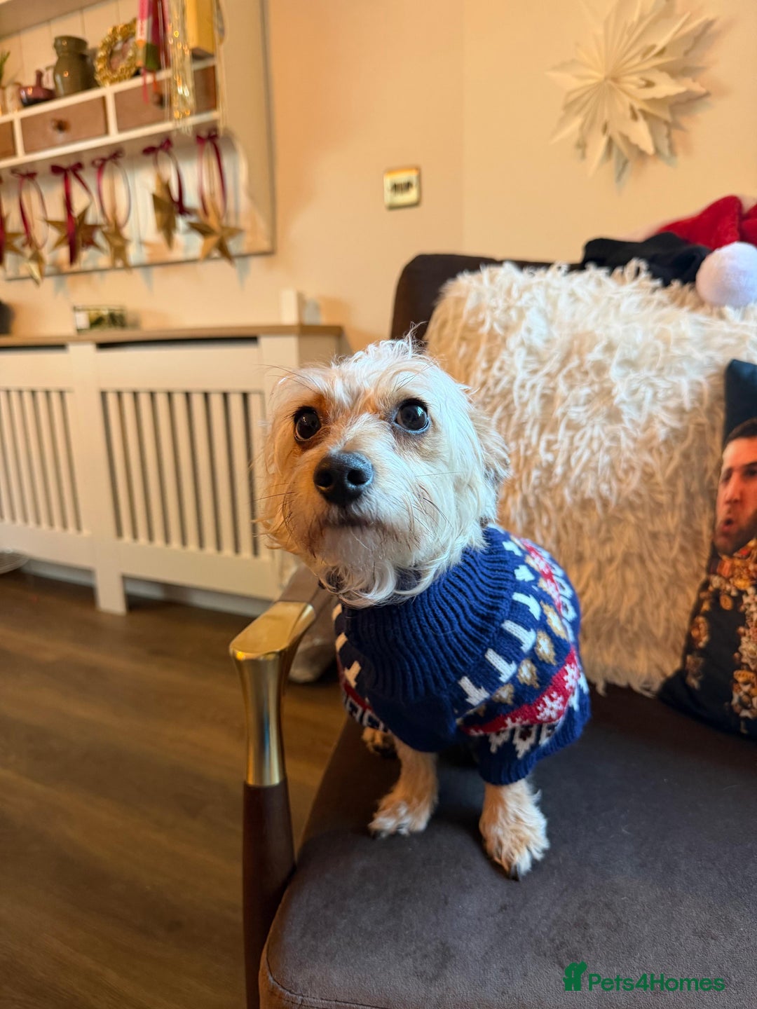 Doxiepoo dogs for sale: Jasper - 12 Months Dachshund/Poodle Mix  - Advert 2