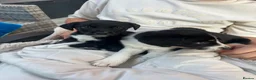 Border Collie dogs for sale: Beautiful Border Collie Puppies – 8 weeks old! - Advert 2