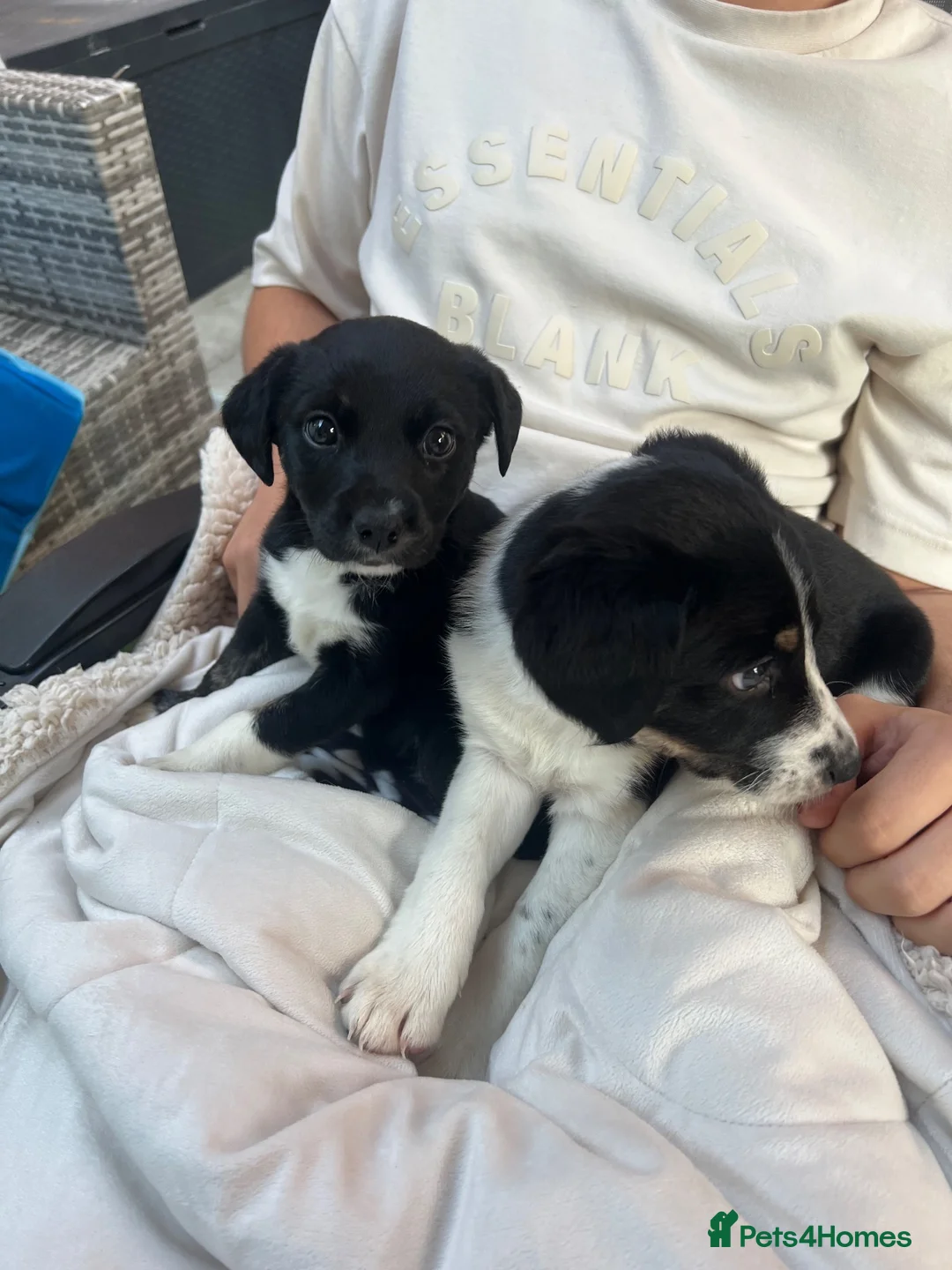 Border Collie dogs for sale: Beautiful Border Collie Puppies – 8 weeks old! - Advert 2