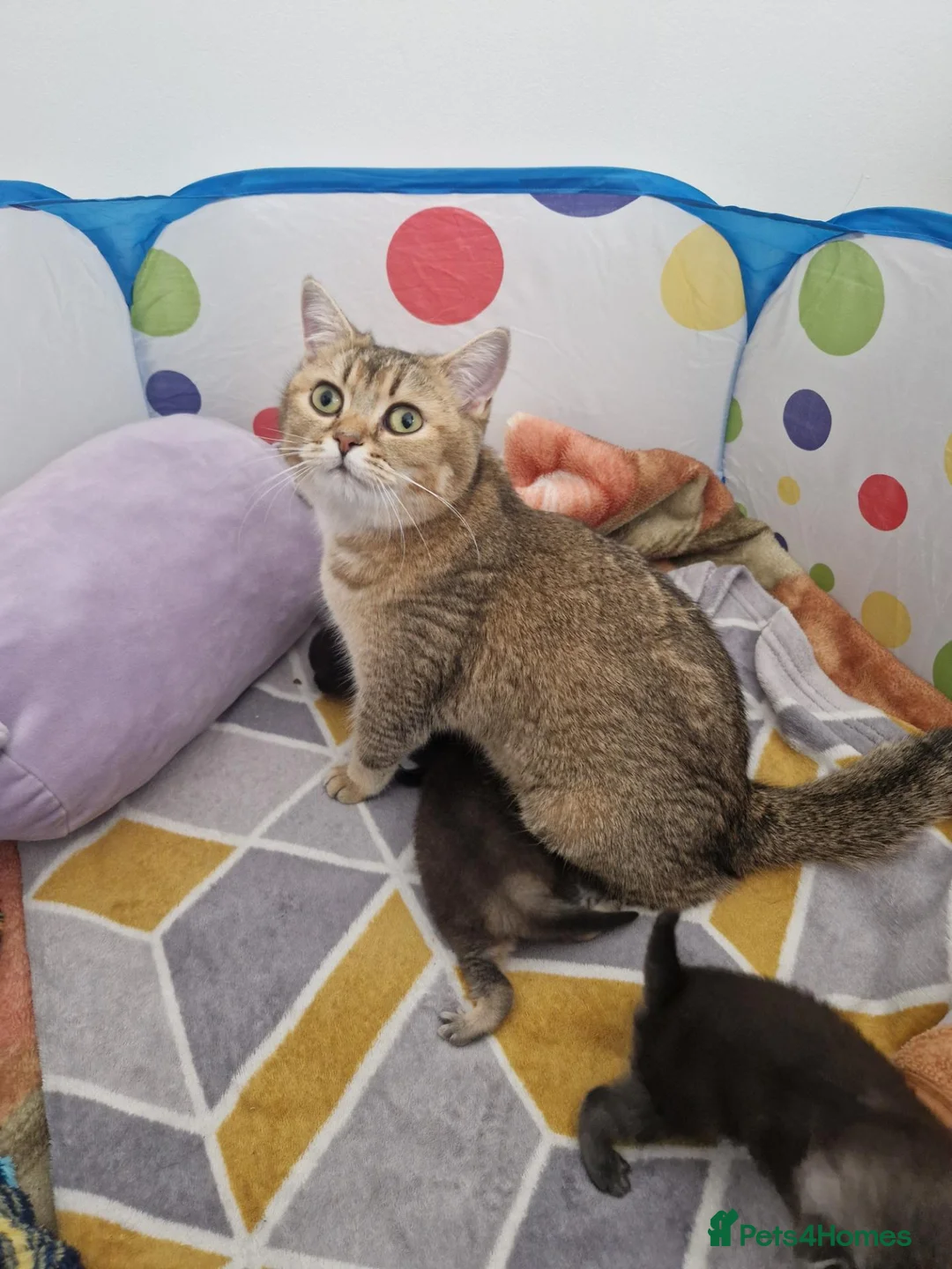British Shorthair cats for sale: Mum Scottish straight and Dad British shorthair in Boston - Advert 1
