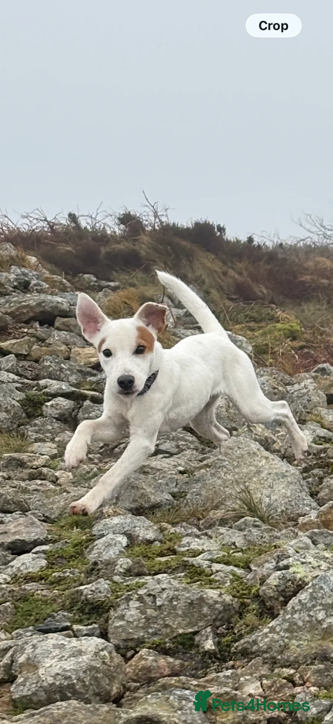 Parson Russell dogs for sale: Looking for a new home in Saint Ives - Advert 2