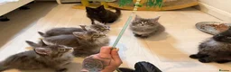 Maine Coon cats for sale: 👑Royal MaineCoon Girls TICA Champion Bloodline!👑 - Advert 2