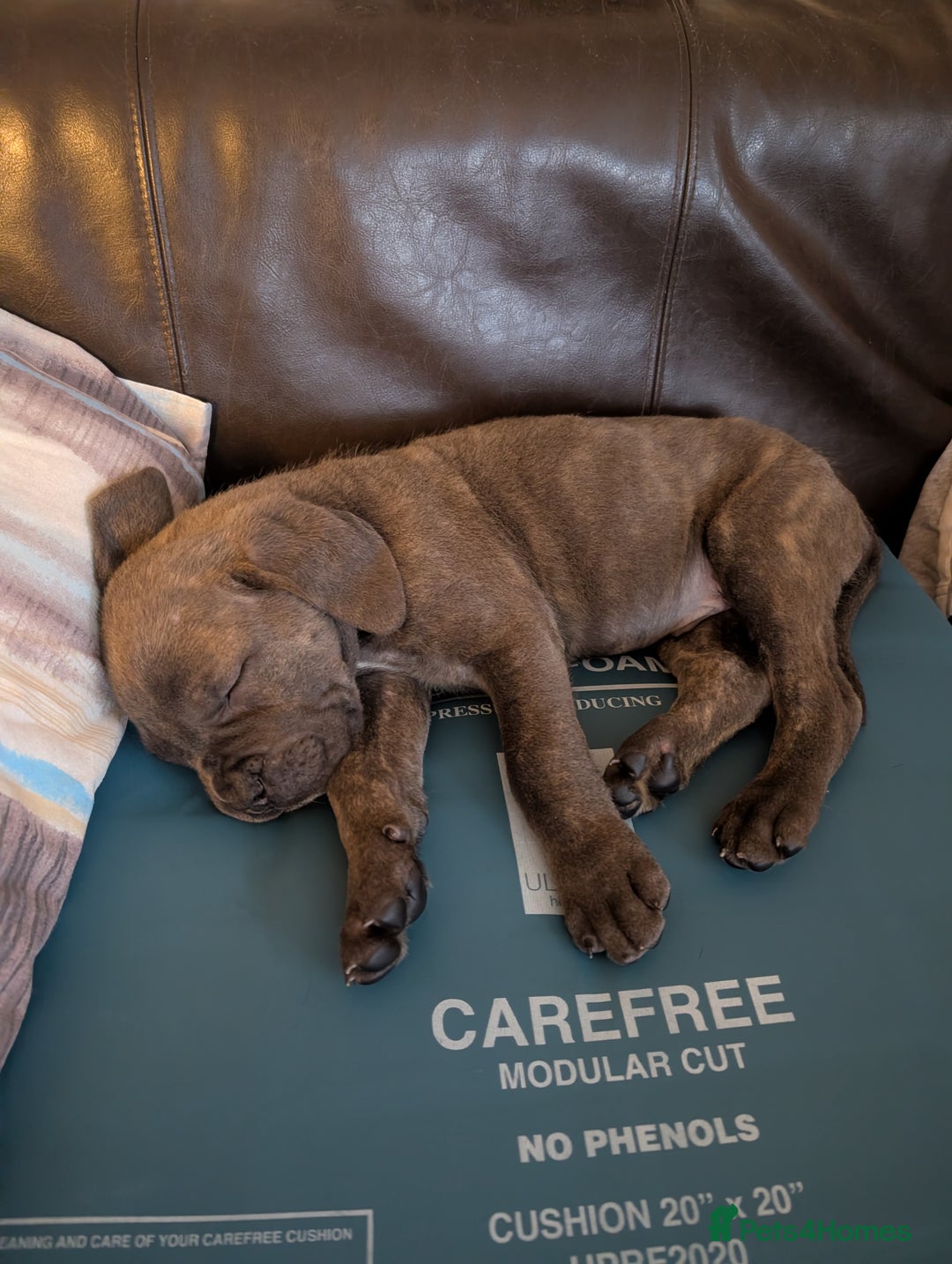 Cane Corso dogs for sale: BLUE BRINDLE MALE CANE CORSO PUPPY - Advert 3