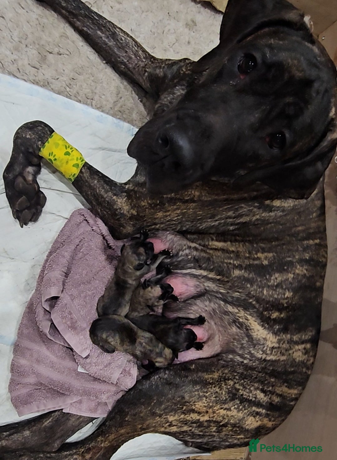 Great Dane dogs for sale: Stunning Brindle Male Great Dane Puppies - Advert 1