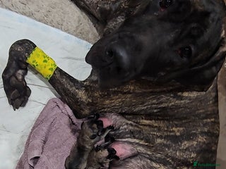 Great Dane dogs Stunning Brindle Male Great Dane Puppies - Advert 1