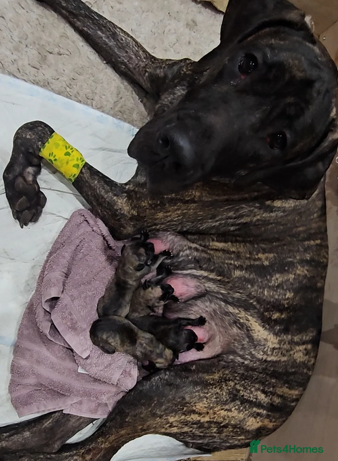 Great Dane dogs for sale: ONLY 1 LEFT Stunning Brindle Male Great Dane Pup - Advert 21