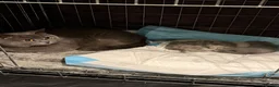 British Shorthair cats for sale: Two beautiful British shorthair X Scottish fold  - Advert 21