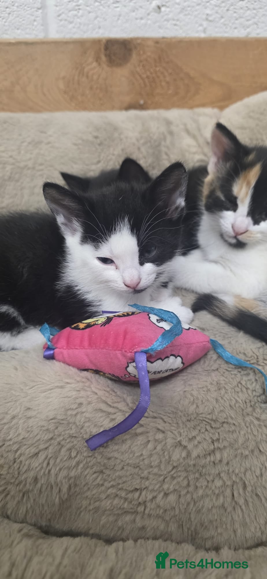 Domestic Shorthair cats for sale: 5 stunning black, ginger and white kittens - Advert 3