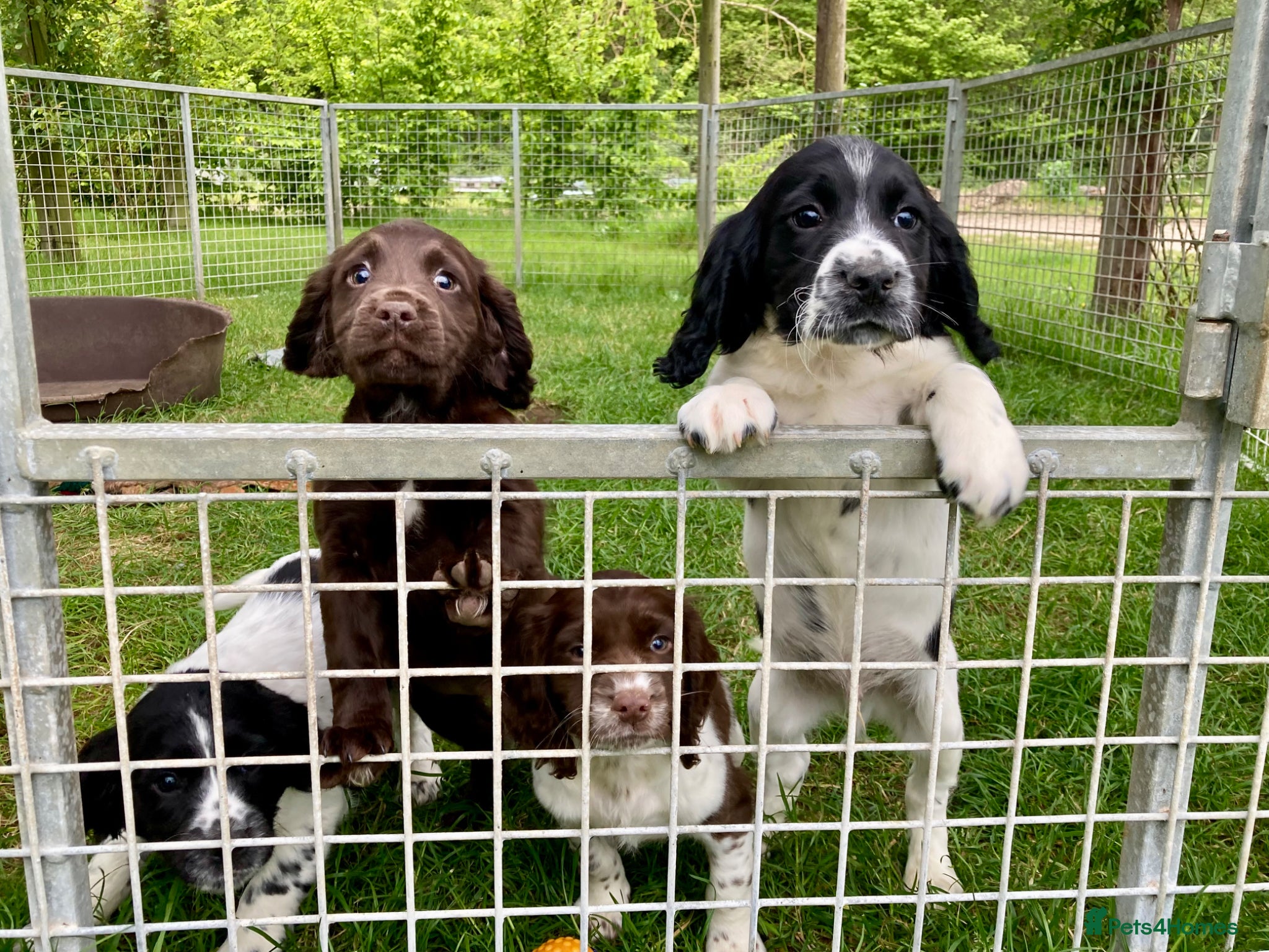 Sprocker dogs Sprocker Spaniel puppies  - Advert 2