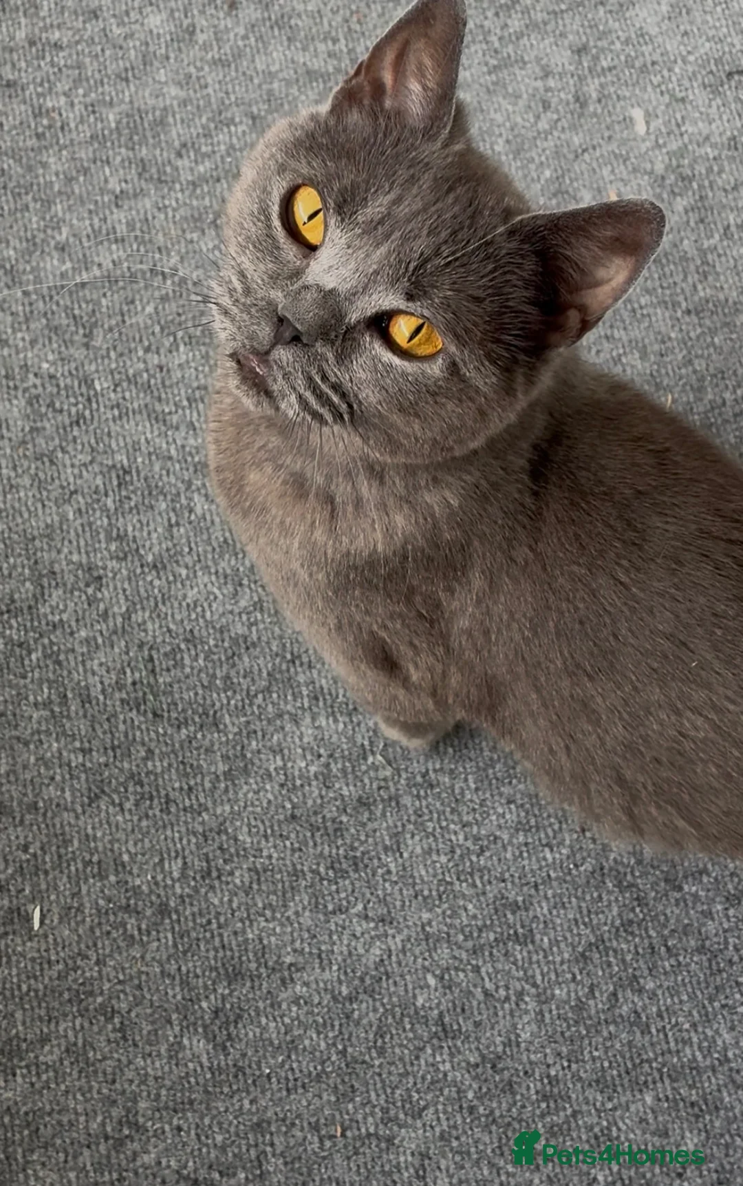 British Shorthair cats for sale: beautiful British short hair Female Spayed  in Merthyr Tydfil - Advert 2