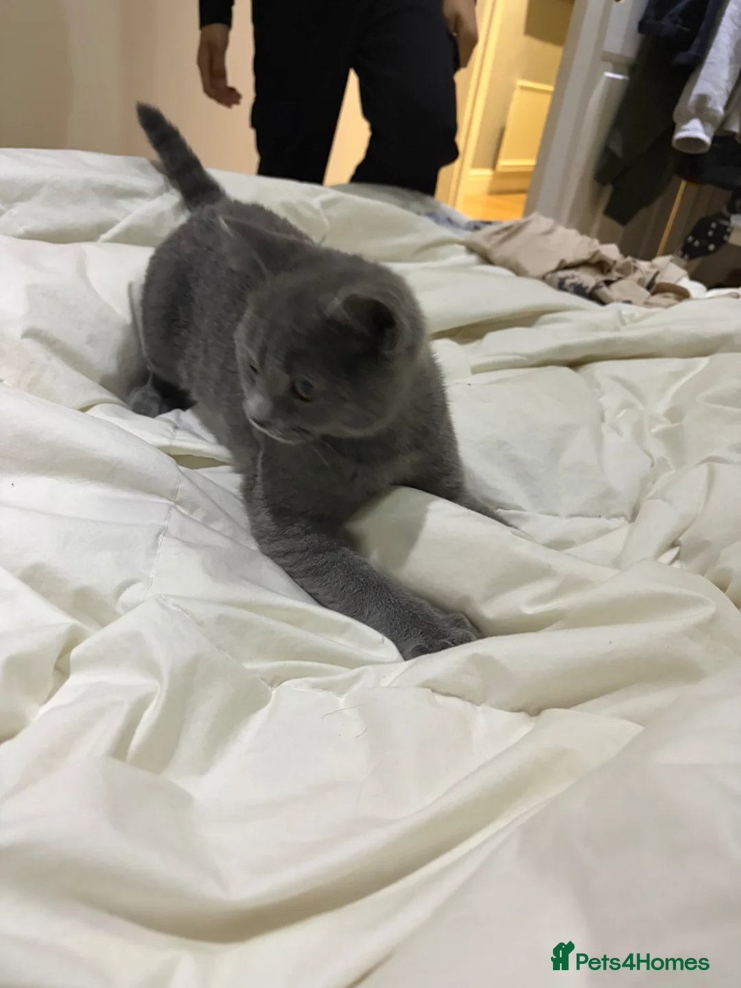 British Shorthair cats for sale: British shorthair kitten  - Advert 2
