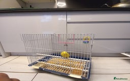 Budgerigars birds for sale: Bird and cage - Image 8