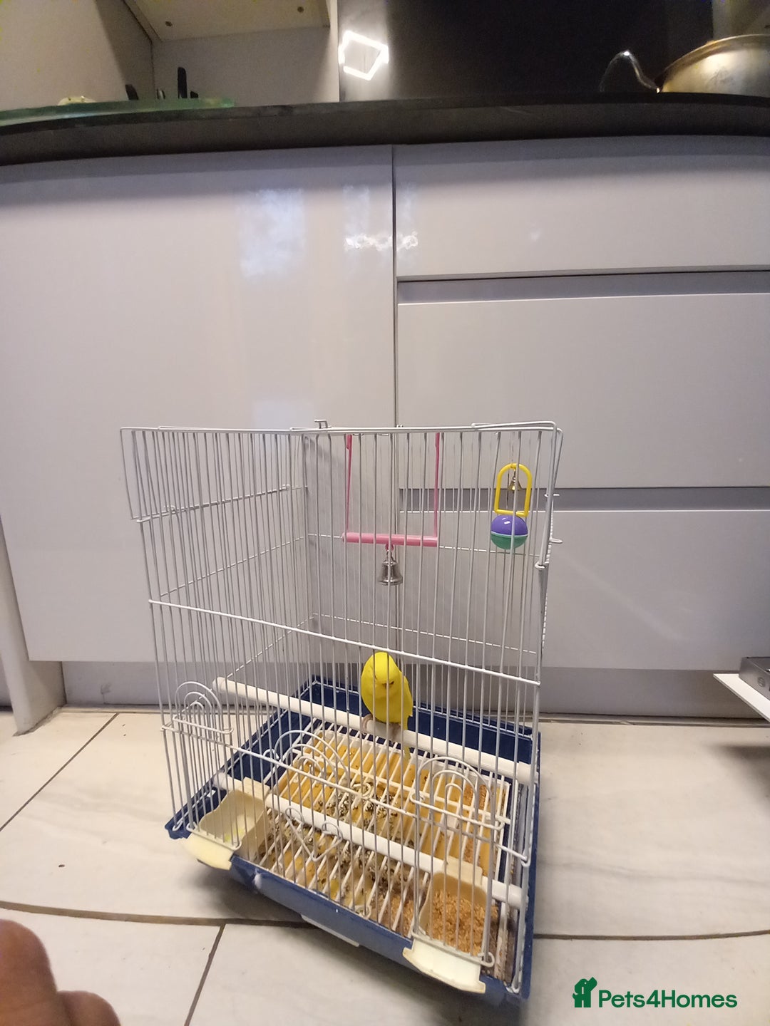 Budgerigars birds for sale: Bird and cage - Image 8