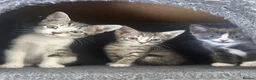 Mixed Breed cats for sale: Tabby/bengal kittens 🐈🏡 - Advert 12