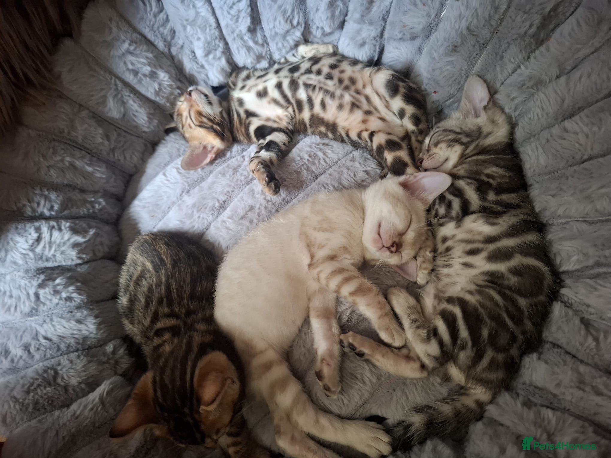 Bengal cats Stunning Bengal Kittens  - Advert 4
