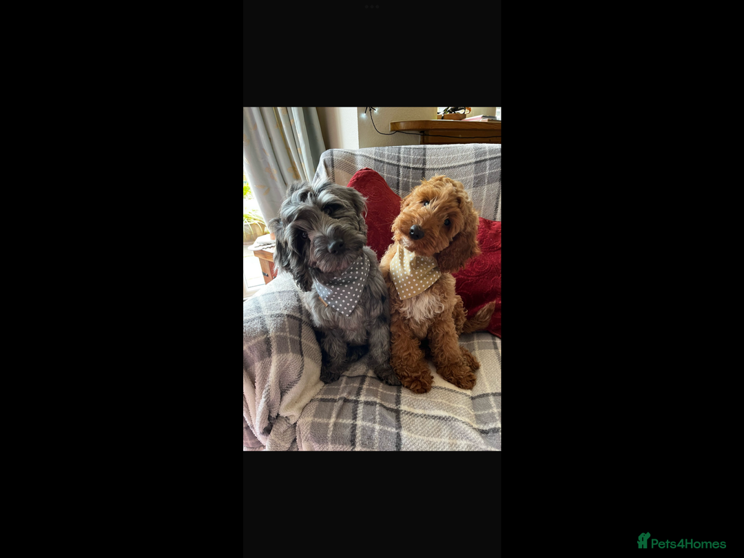 Cockapoo dogs for sale: COCKERPOOS HEALTH TESTED PARENTS - Image 15