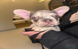 French Bulldog dogs for sale: French bulldog puppies fluffy carriers  - Image 31
