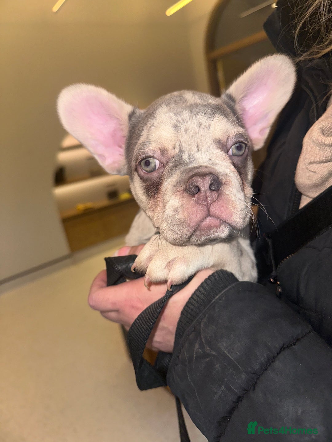 French Bulldog dogs for sale: French bulldog puppies fluffy carriers  - Image 31