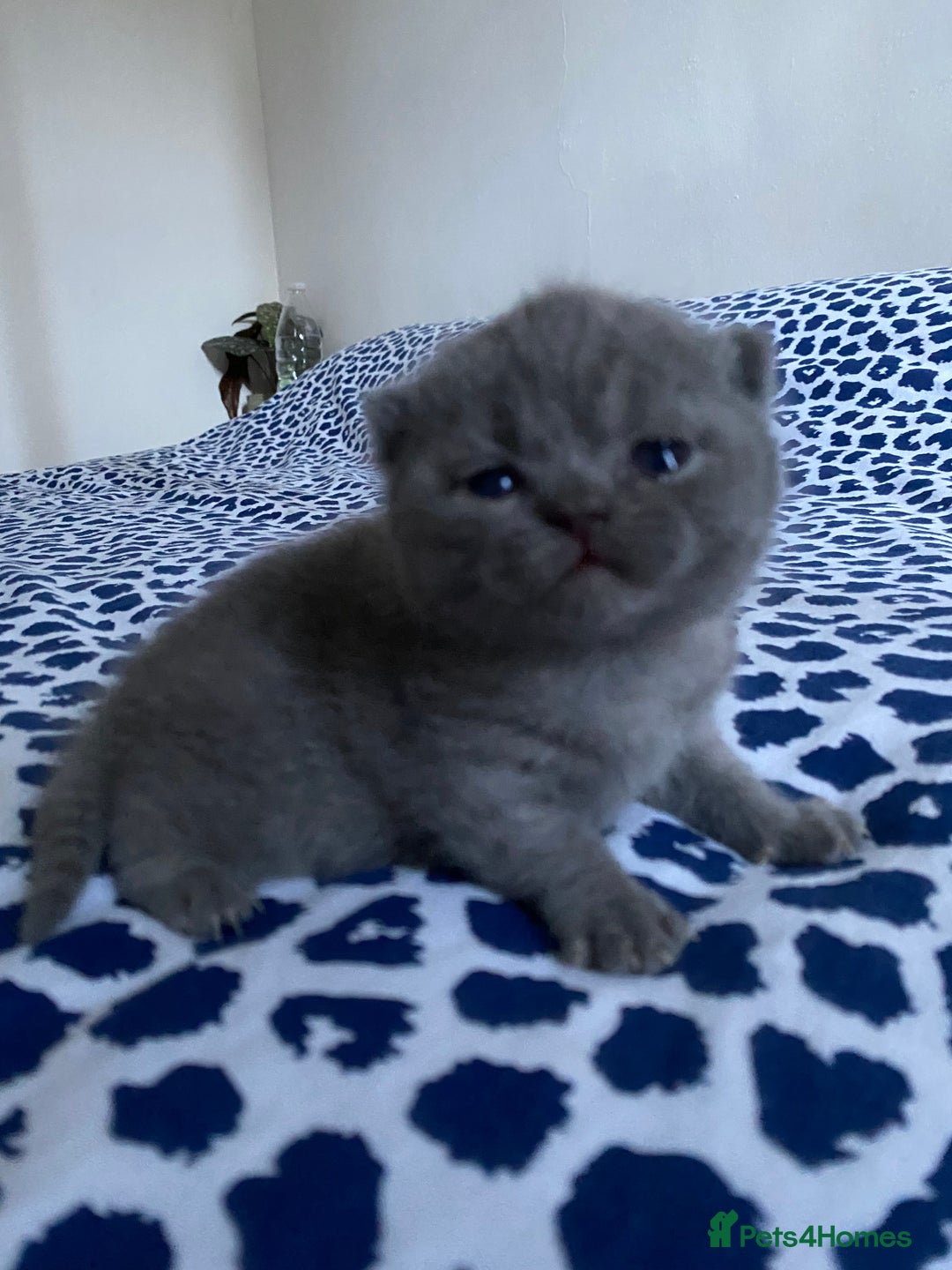 Scottish Fold cats for sale: Scottish Fold kittens for sale 3 Girls 2 Boys  - Advert 22