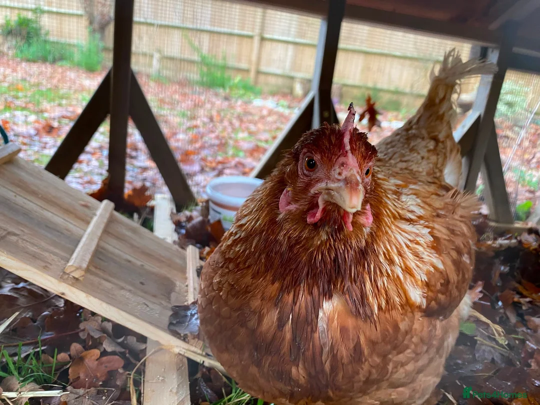 Chickens poultry for sale: Three female chickens - Advert 3