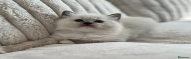 Ragdoll 1