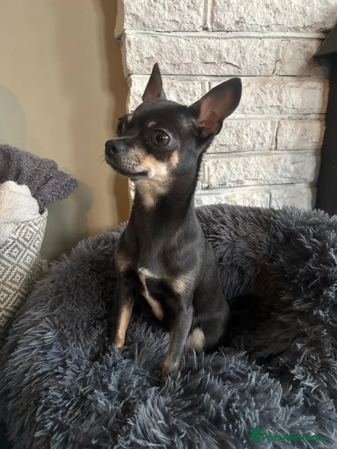Chihuahua dogs for sale: Beautiful chihuahua puppies in Leatherhead - Advert 5