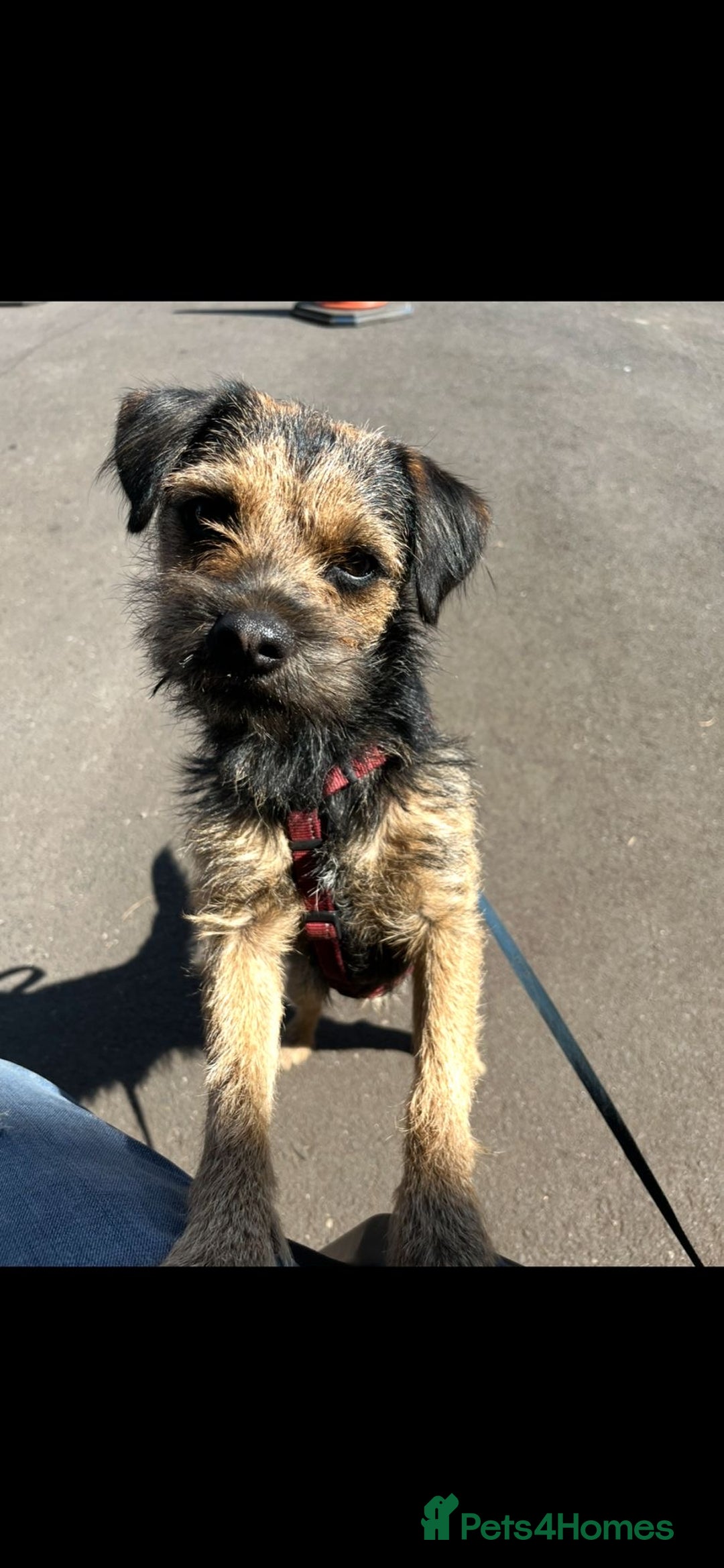 Border Terrier dogs for stud: KC registered, Slem clear first time stud - Advert 2