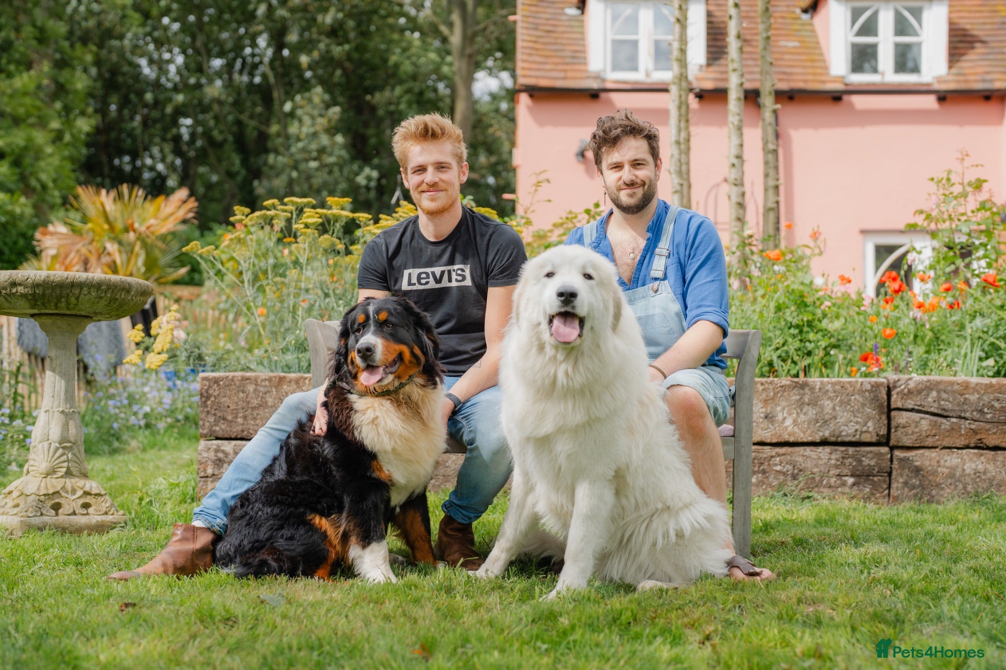 Mixed Breed dogs Golden Pyrenees- Golden Retriever x Pyrenean - Advert 2