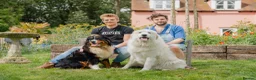 Mixed Breed dogs for sale: Golden Pyrenees- Golden Retriever x Pyrenean - Advert 2