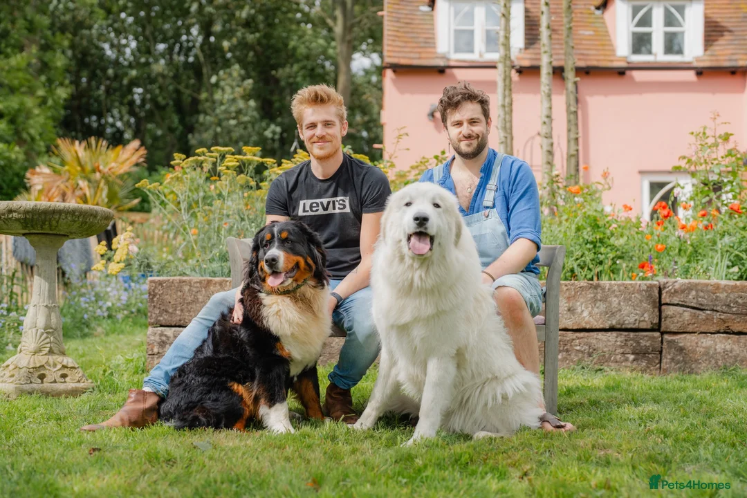 Mixed Breed dogs for sale: Golden Pyrenees- Golden Retriever x Pyrenean - Advert 2