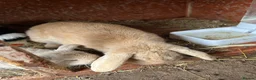 Mini Lop rabbits for sale: Gorgeous Mini Lop Babies various colours  - Advert 24