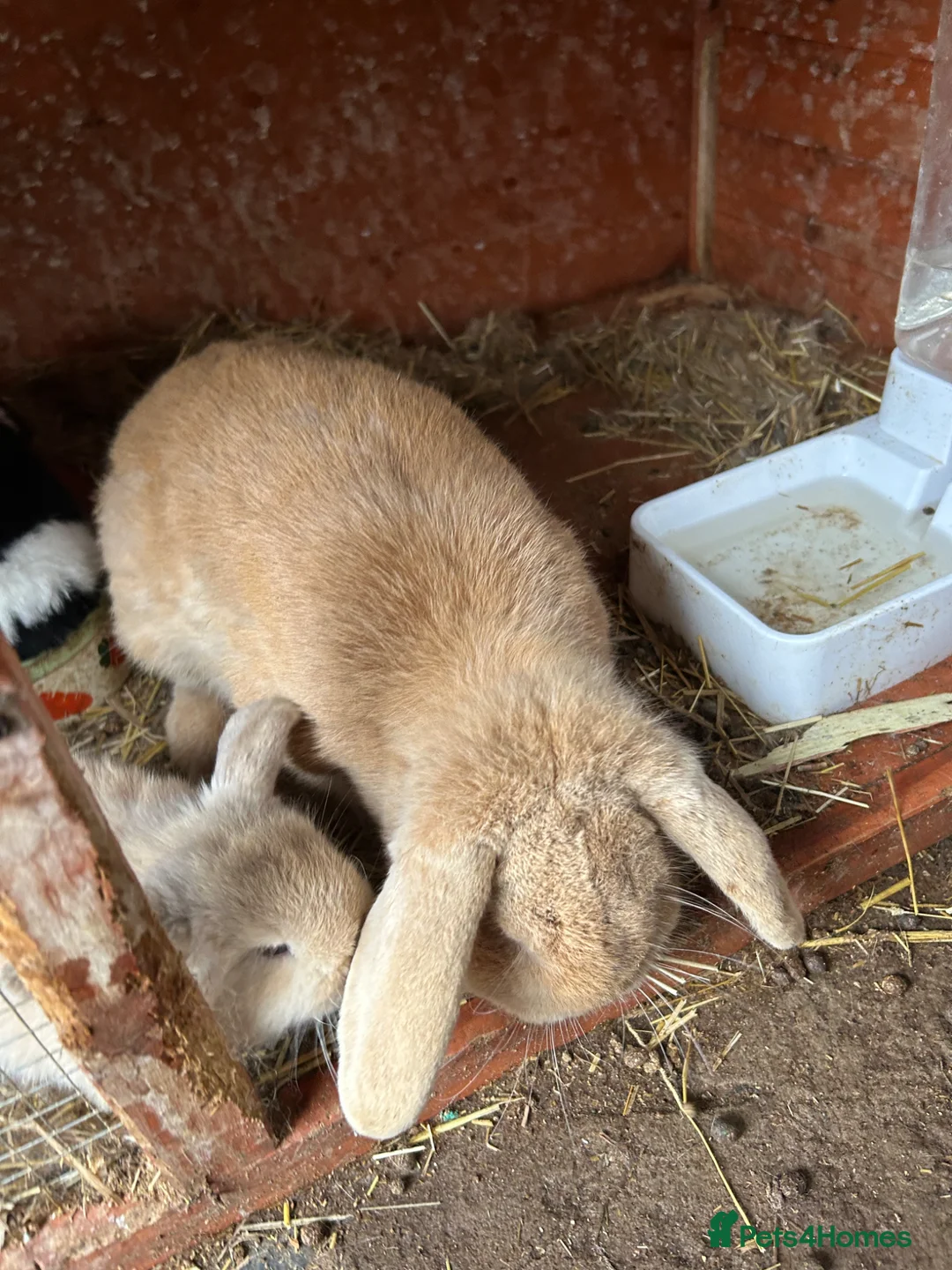 Mini Lop rabbits for sale: Gorgeous Mini Lop Babies various colours  - Advert 24
