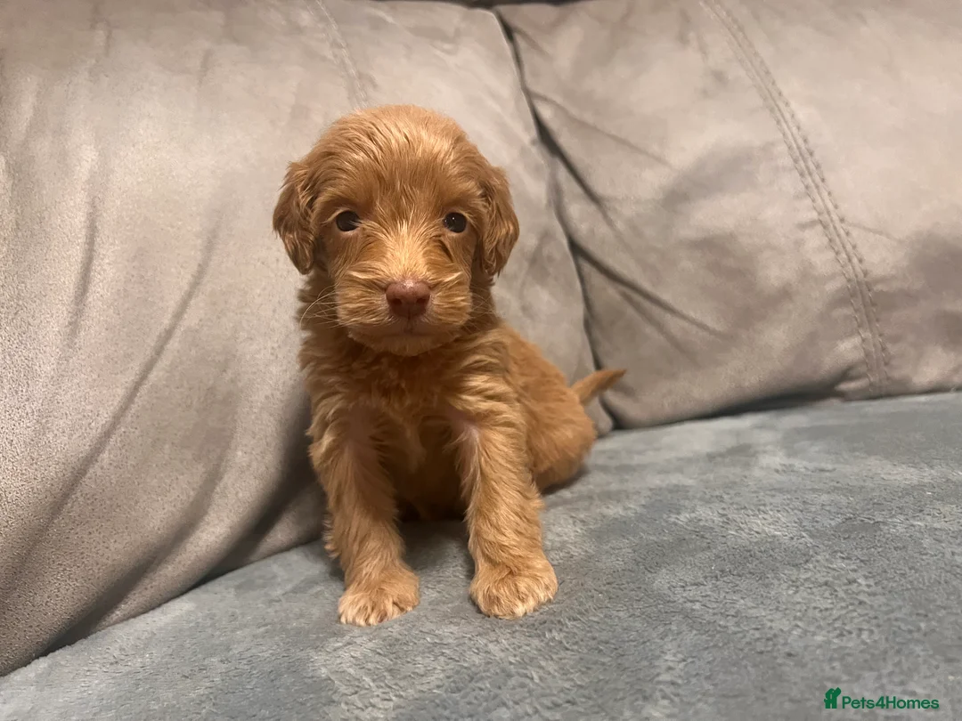 Cockapoo dogs for sale: 🐶 Black Girl (Tiny) 🐶 - Advert 17