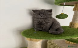 British Shorthair cats for sale: Blue British short hair kittens  in Braintree - Image 1
