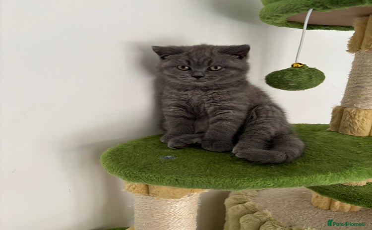 British Shorthair cats in Braintree - Advert 13