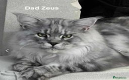 Maine Coon cats for sale: Maine Coon kittens World Champion bloodline ❤️ - Image 6