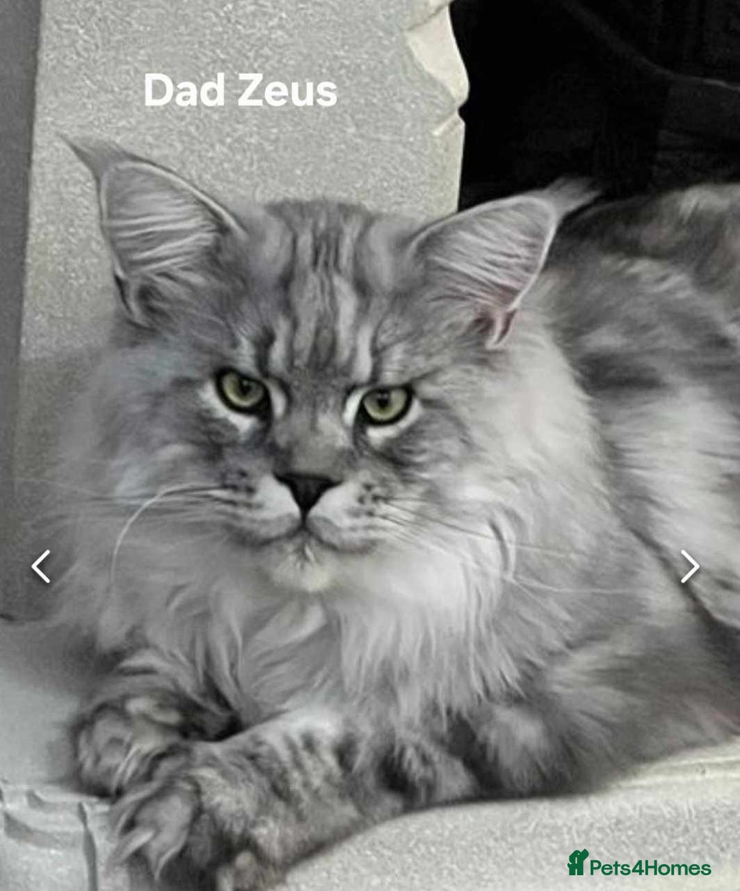 Maine Coon cats for sale: Maine Coon kittens World Champion bloodline ❤️ - Image 6