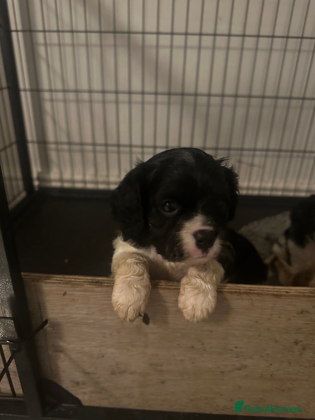 Cavapoo dogs for sale: Last cavapoo puppy available.  - Image 1