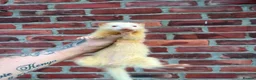 Ferret rodents for sale: Jill kits  in Sunderland - Advert 4