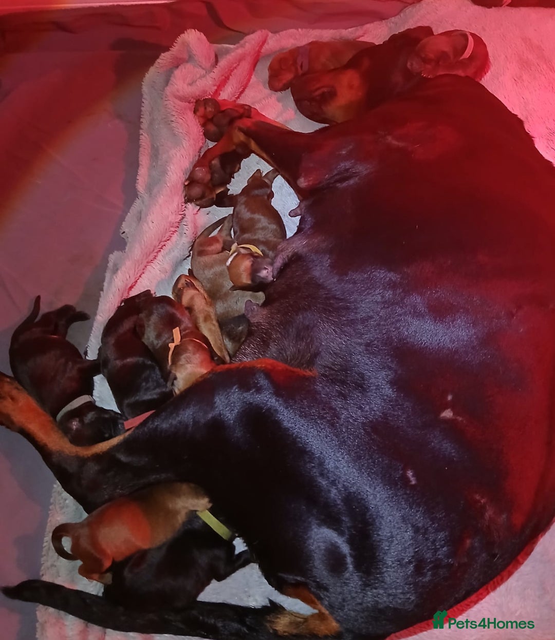 Mixed Breed dogs for sale: Doberman pups  - Advert 17