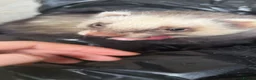 Ferret rodents for sale: baby ferrets for reserve male only - Advert 9