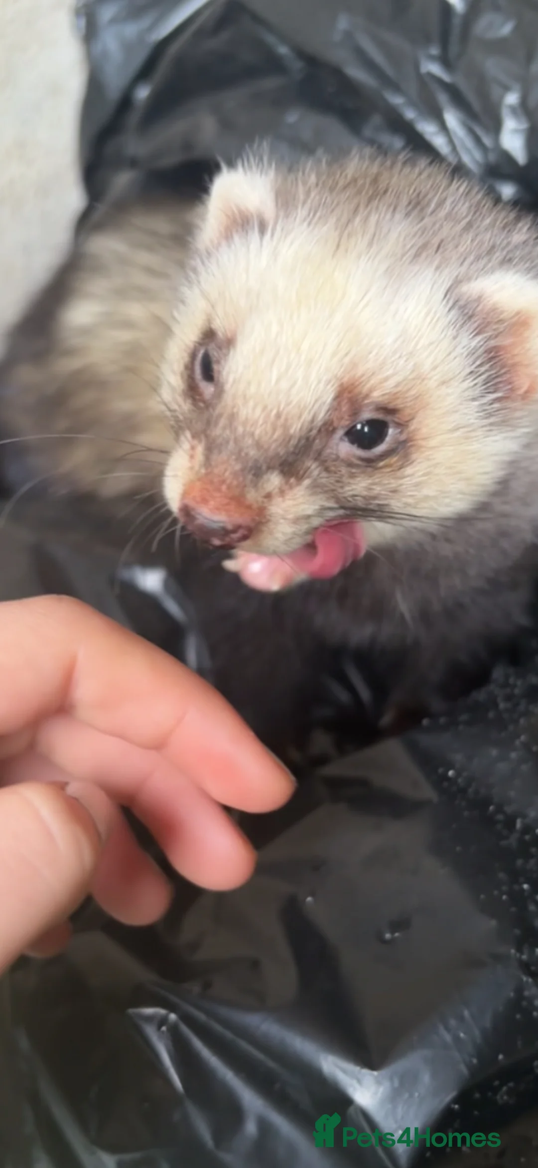 Ferret rodents for sale: baby ferrets for reserve male only - Advert 9