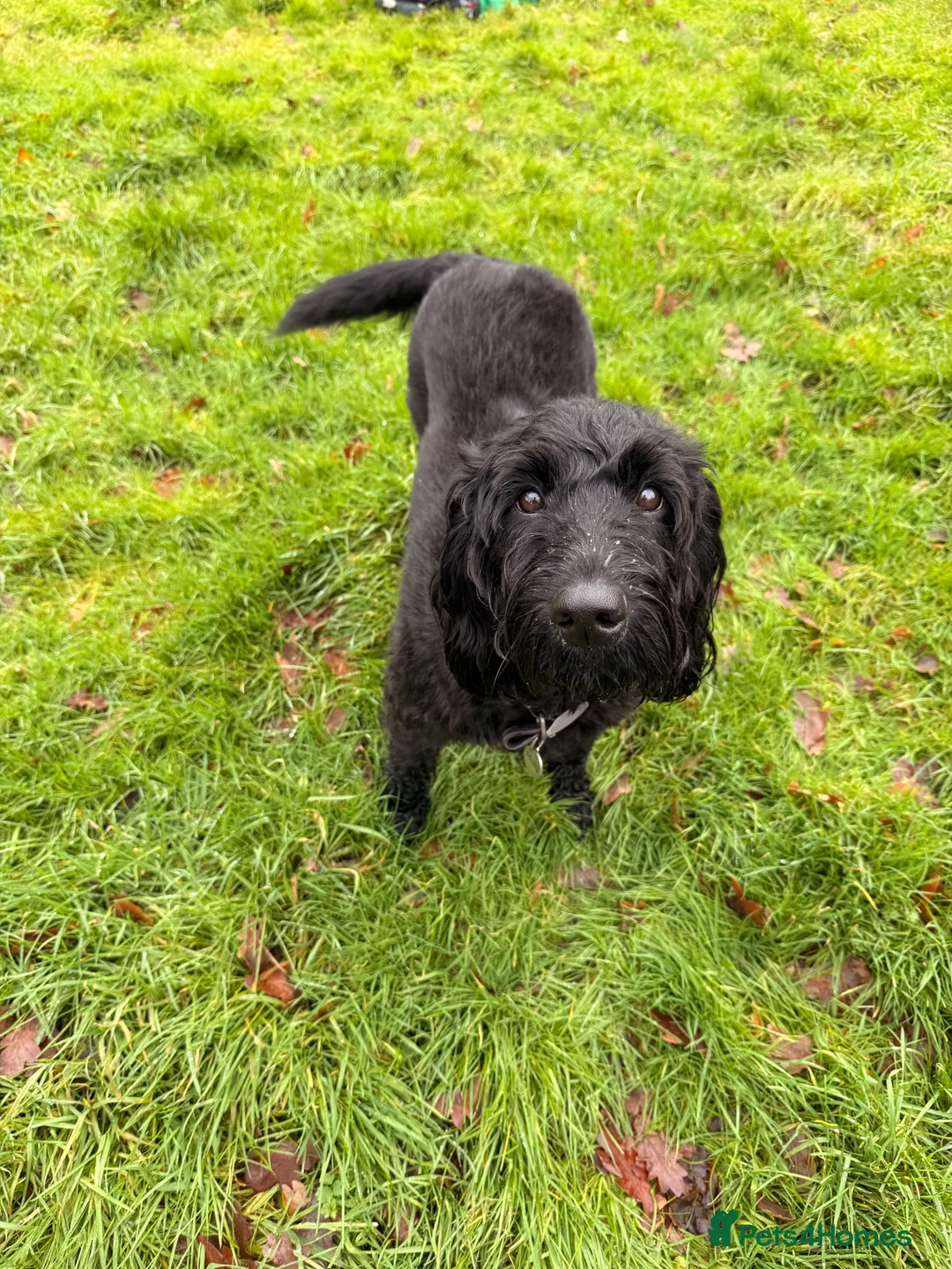 Labradoodle dogs for sale: Beautiful Labradoodle Puppies Available 🐾 - Advert 3