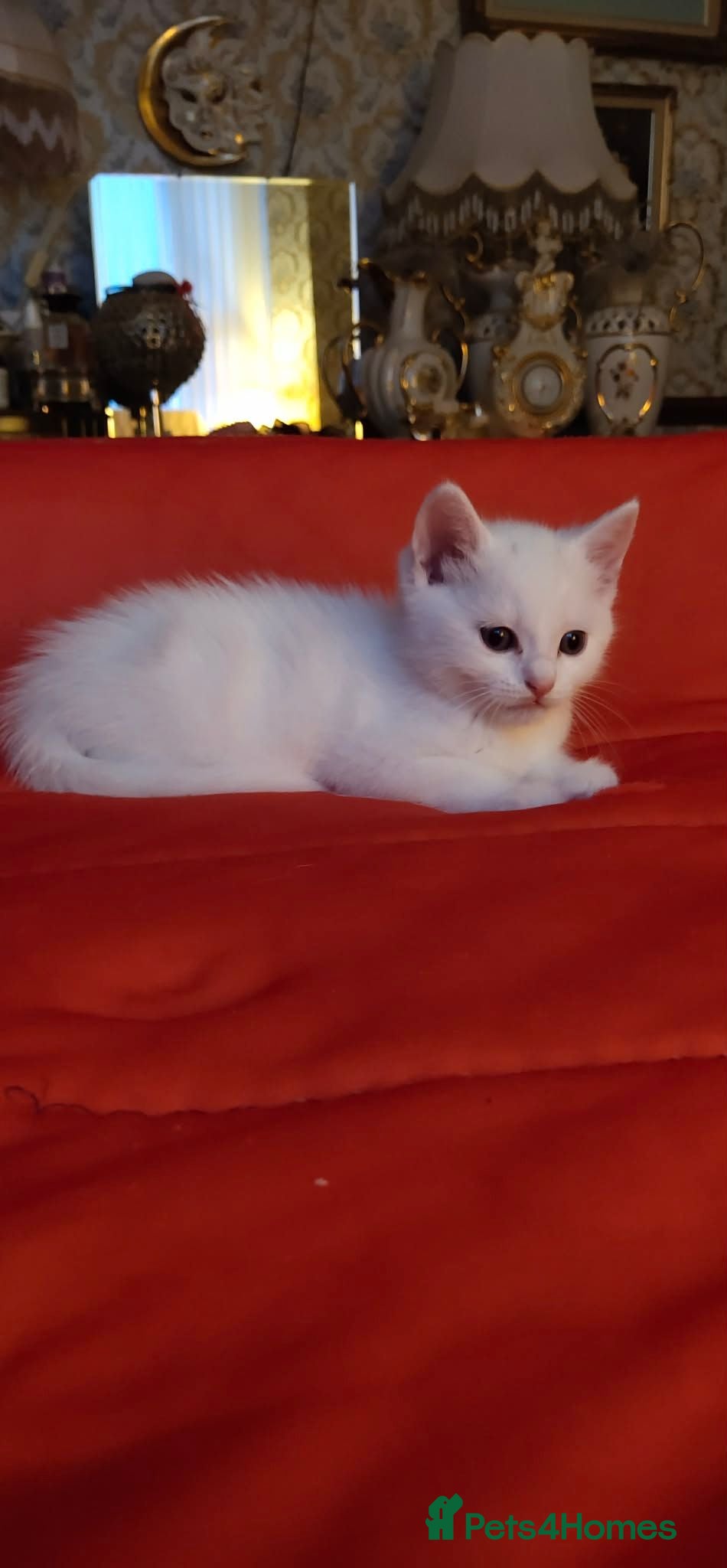 Mixed Breed cats Kittens - Advert 2