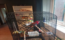 Parrots birds for sale: Rosella male parrot - Image 2