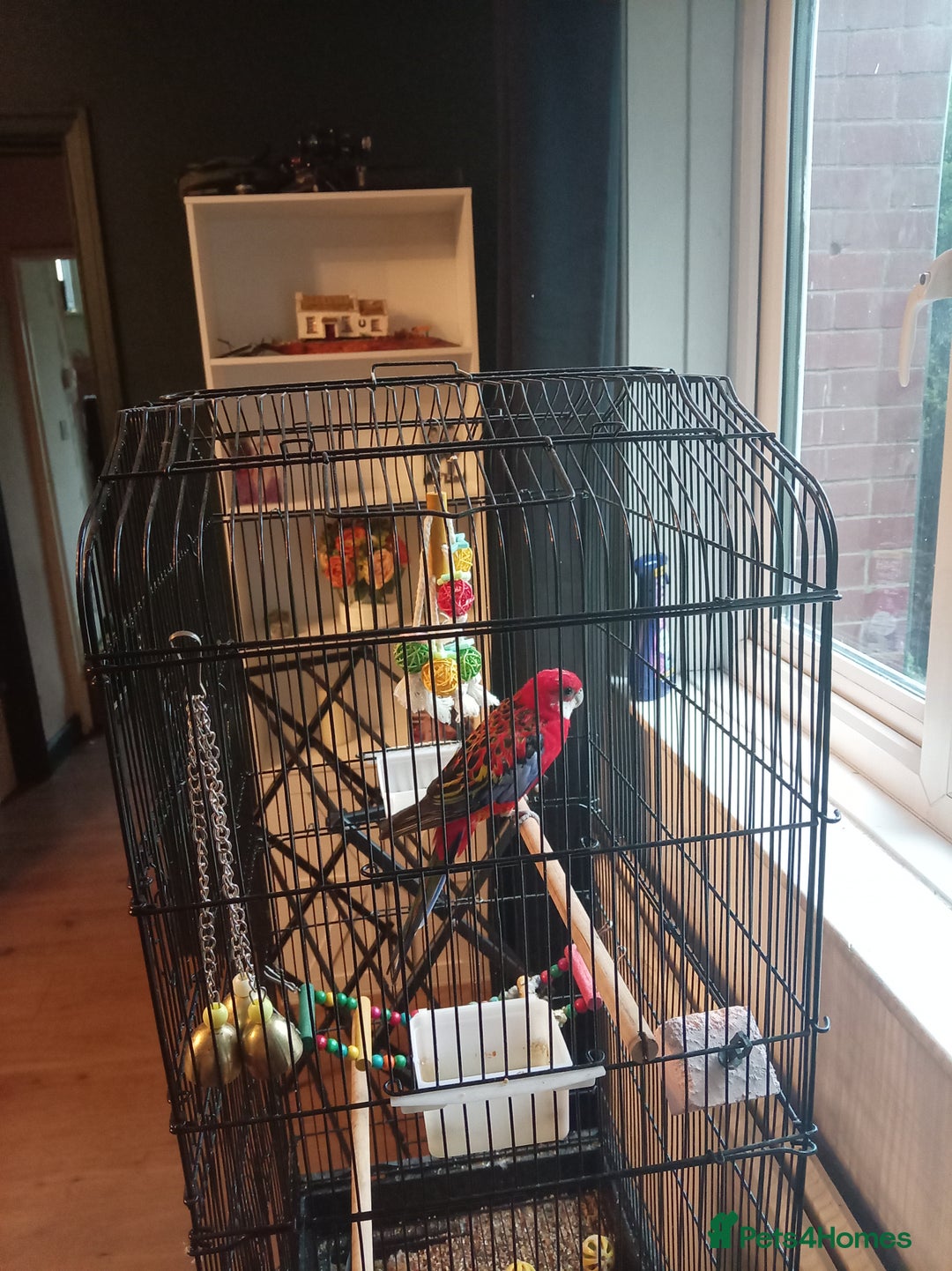 Parrots birds for sale: Rosella male parrot - Image 2