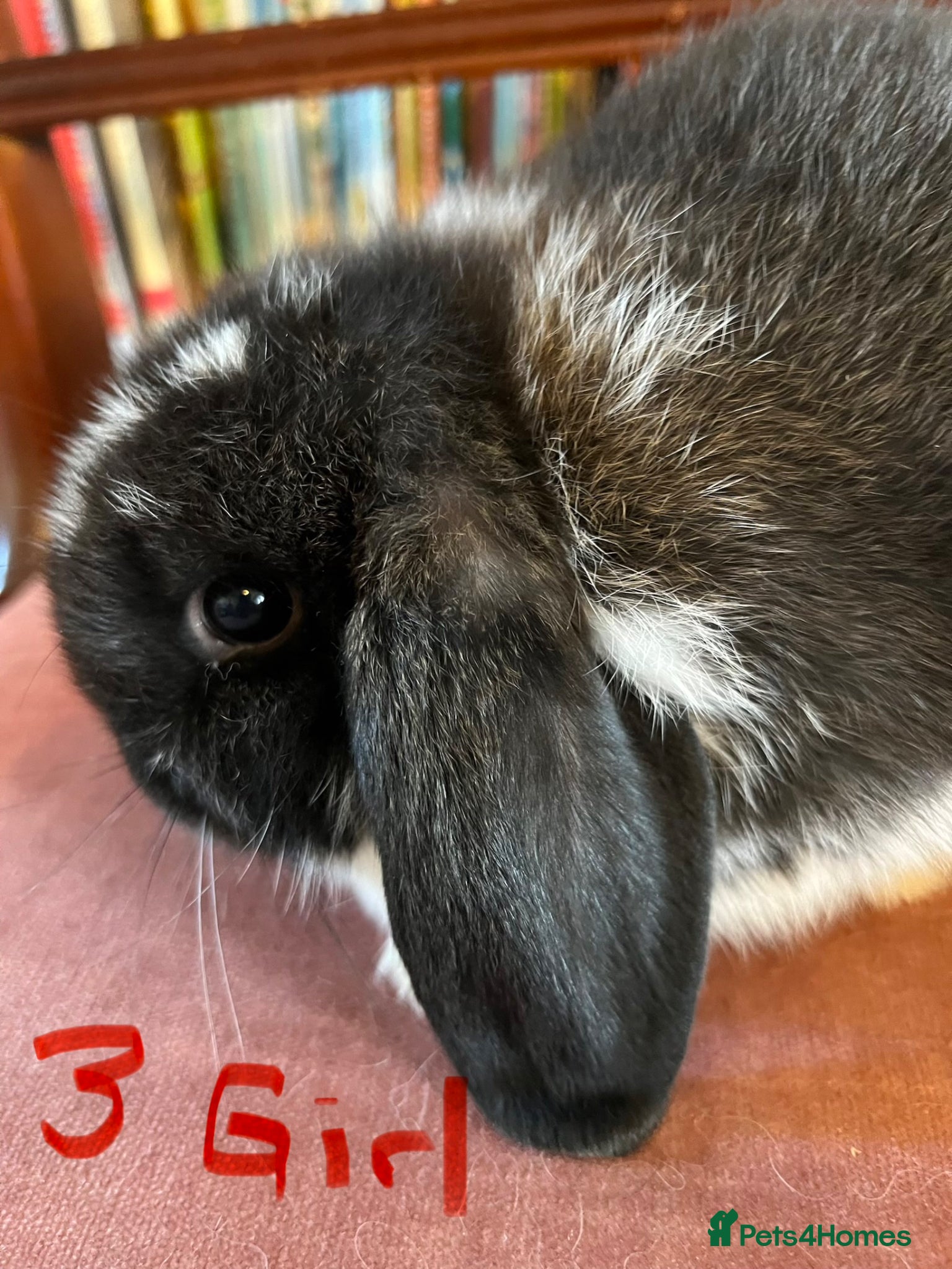 Mini Lop rabbits Fabulous Friendly Mini Lop Babies - Advert 2